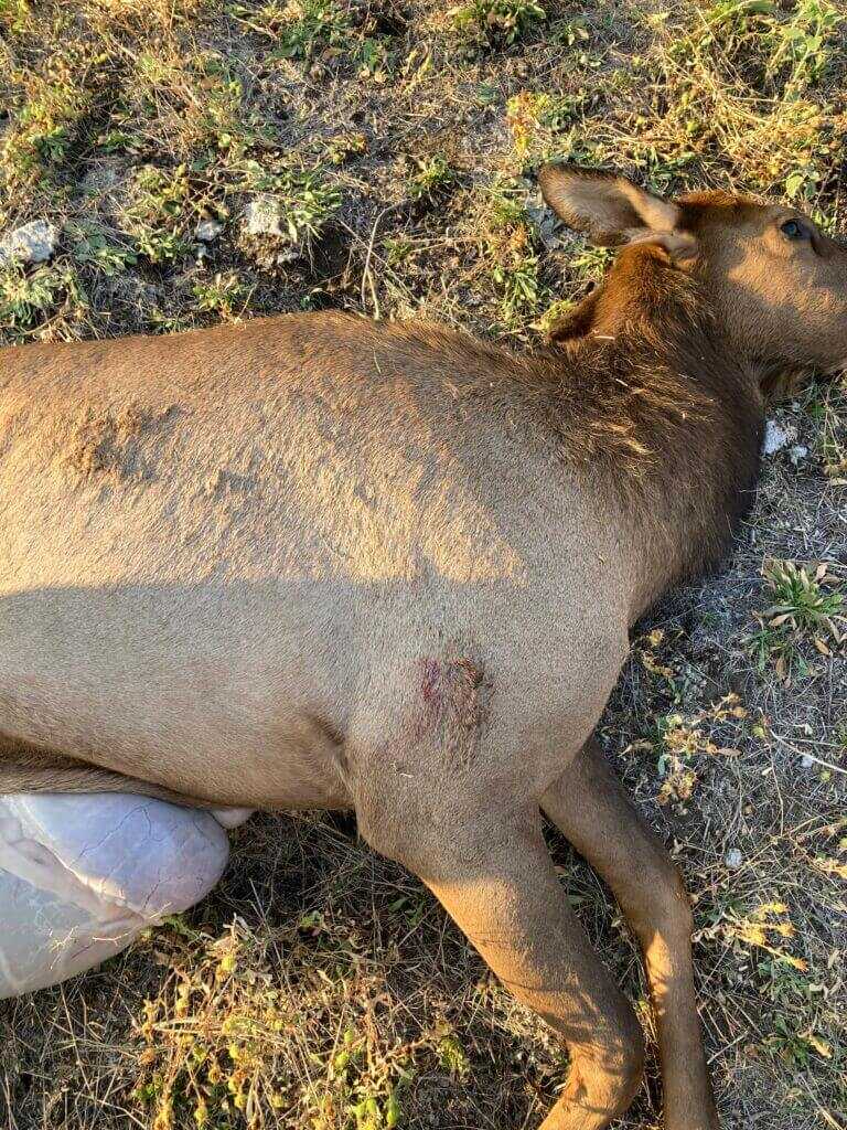 Cow elk heart shot at 580 yards.