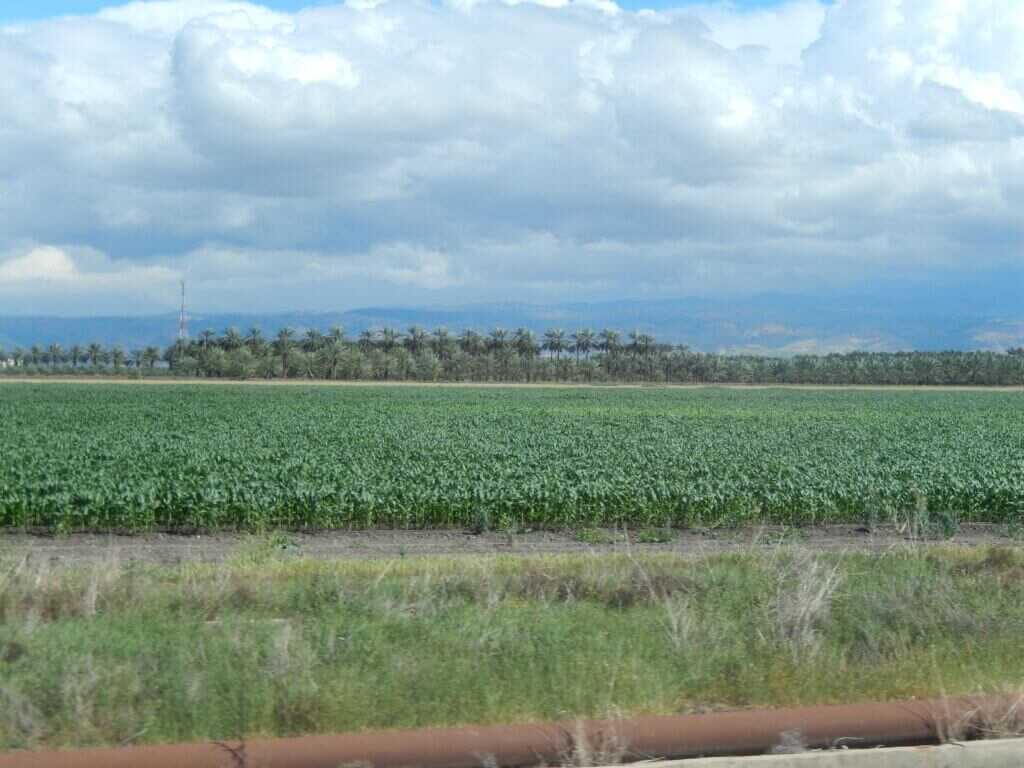 Israeli agriculture putting arid ground to work across tight borders