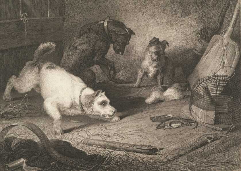 drawing of dogs