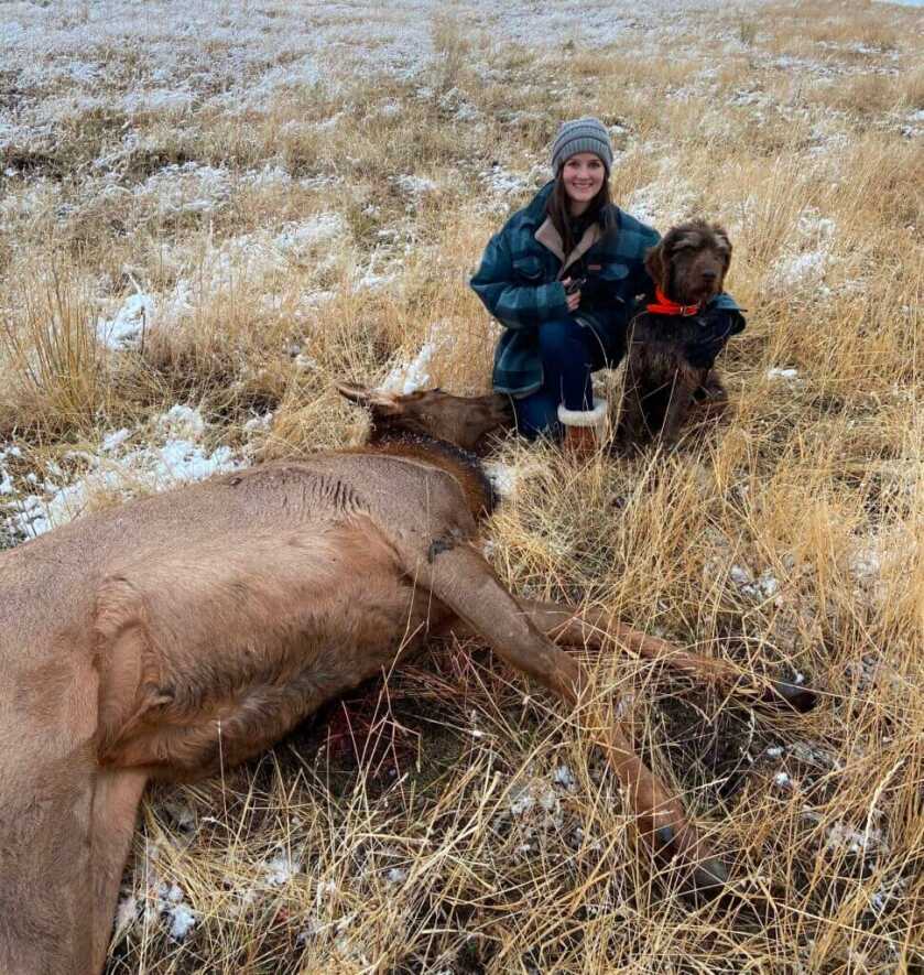 Cow elk harvest before cooking whole rear elk quarter bone-in
