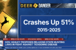 Deer crashes are up 51% graphic.