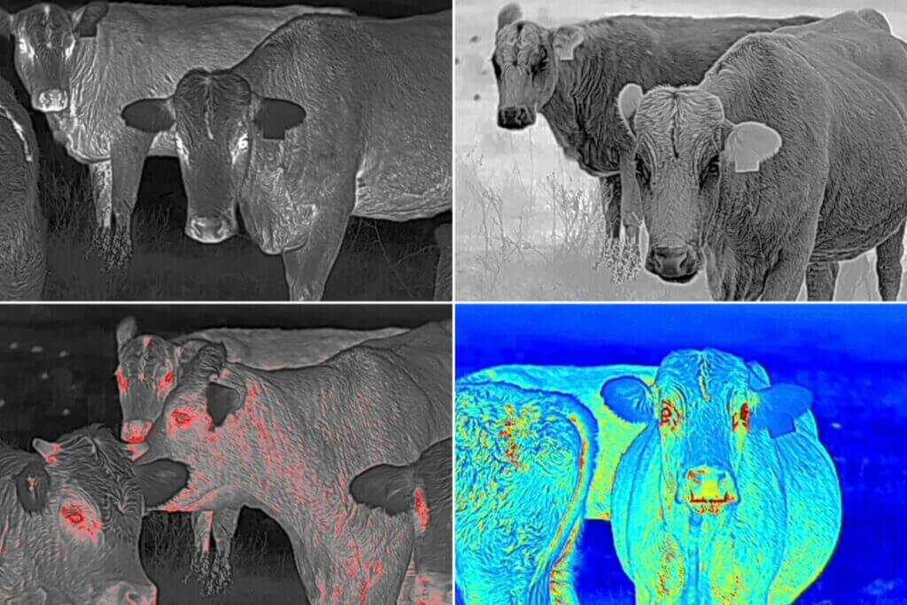 Vortex Veil 400 thermal color palette comparison showing cattle at close range in White Hot Black Hot Red Hot and Multicolor
