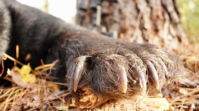 The Biggest Black Bears in the World