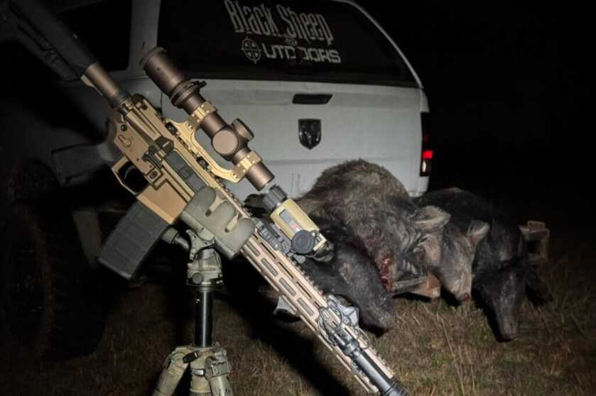 rifle, dead hogs, and a truck
