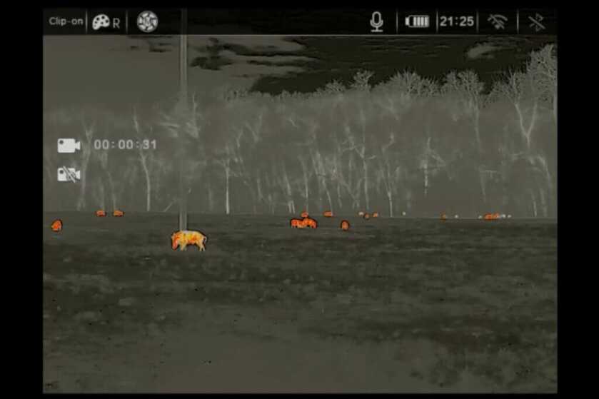 picture of hogs taken through a thermal