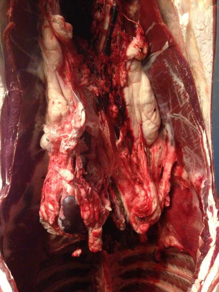 Field To Freezer- Locavore Meat Processing Field To Freezer- Locavore Meat Processing