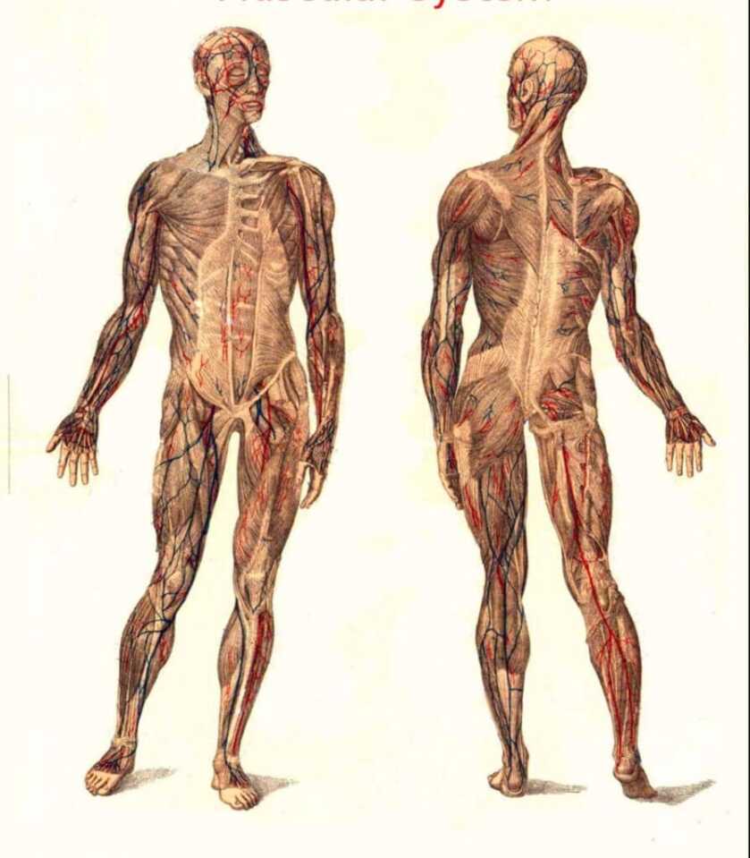 3-Will-Flayed Alive: It Seems Karma is a Real Thing 3-Will-Flayed Alive: It Seems Karma is a Real Thing