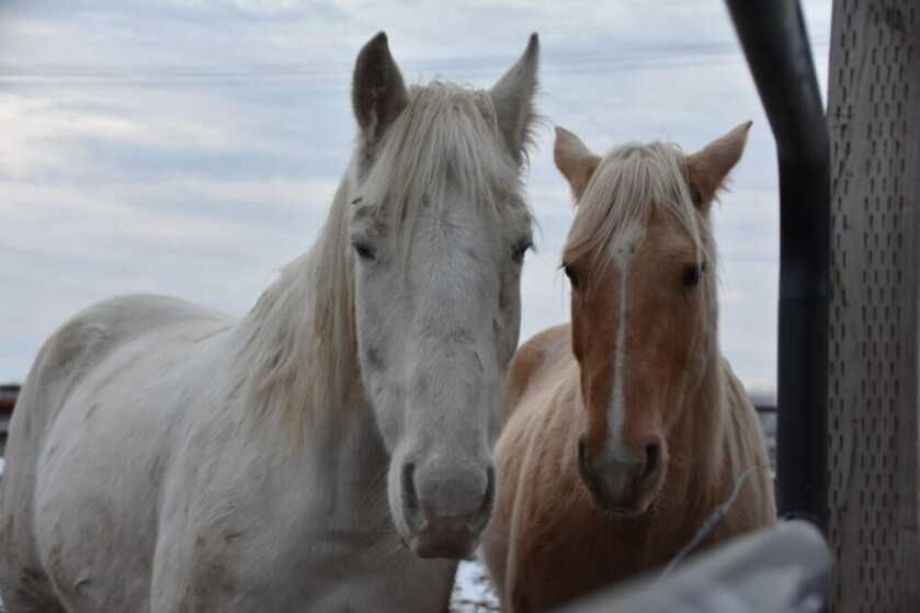 3 - Fireside Stories: How I Killed My Smallest Bull Elk on The Best Tag I've Ever Had - Part 1 of 3 A white horse and a yellow horse both wait for dinner.