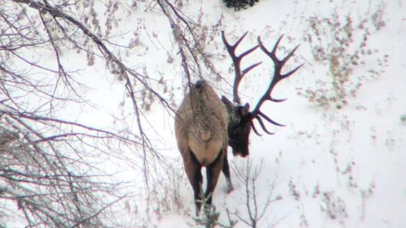 Fireside Stories: How I Killed My Smallest Bull Elk on The Best Tag I've Ever Had - Part 1 of 3 A 7-point bull elk stands on a hillside of snow.