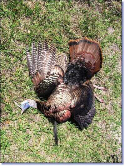 Get Out Turkey Hunting!