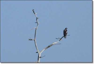 Summer Hunting Anyone?  - Varmint and Predator Hunting All Year Round