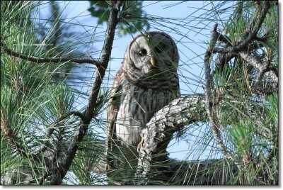 Summer Hunting Anyone?  - Varmint and Predator Hunting All Year Round