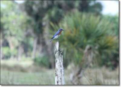 Summer Hunting Anyone?  - Varmint and Predator Hunting All Year Round