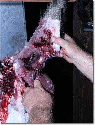 American Tactical Imports ATI 1911 .22 Rimfire with Fake Silencer- New Gun Review