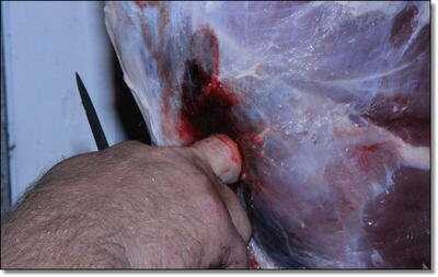 American Tactical Imports ATI 1911 .22 Rimfire with Fake Silencer- New Gun Review