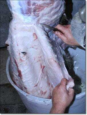 American Tactical Imports ATI 1911 .22 Rimfire with Fake Silencer- New Gun Review