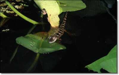 Gator Season is Here! - Alligator Hunting in Florida 101