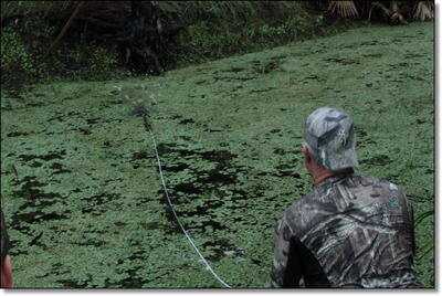 Gator Season is Here! - Alligator Hunting in Florida 101