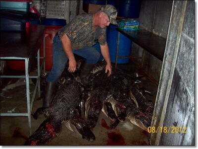 Gator Season is Here! - Alligator Hunting in Florida 101
