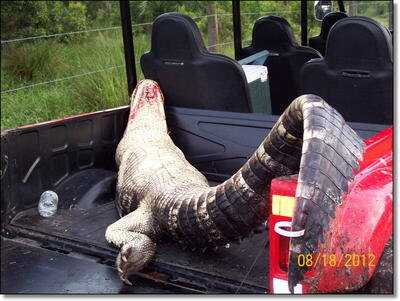 Gator Season is Here! - Alligator Hunting in Florida 101