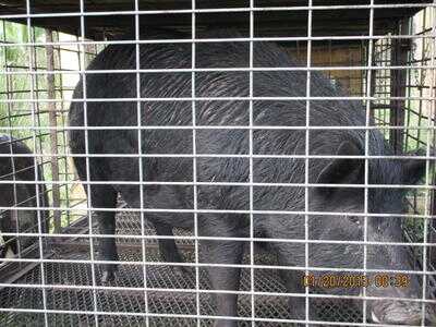 Mossberg Silver Reserve II Over/Under Shotgun—New Gun Review Mossberg Silver Reserve II Over/Under Shotgun—New Gun Review