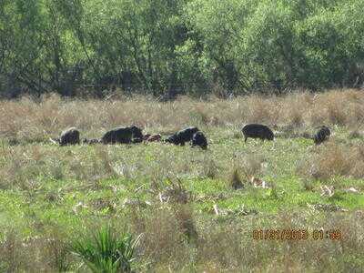 Mossberg Silver Reserve II Over/Under Shotgun—New Gun Review Mossberg Silver Reserve II Over/Under Shotgun—New Gun Review