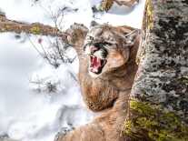 Simple Gourmet: Sweet & Sour Mountain Lion