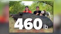 Texas Buddies Take Monster 460-Pound Feral Hog with a Knife