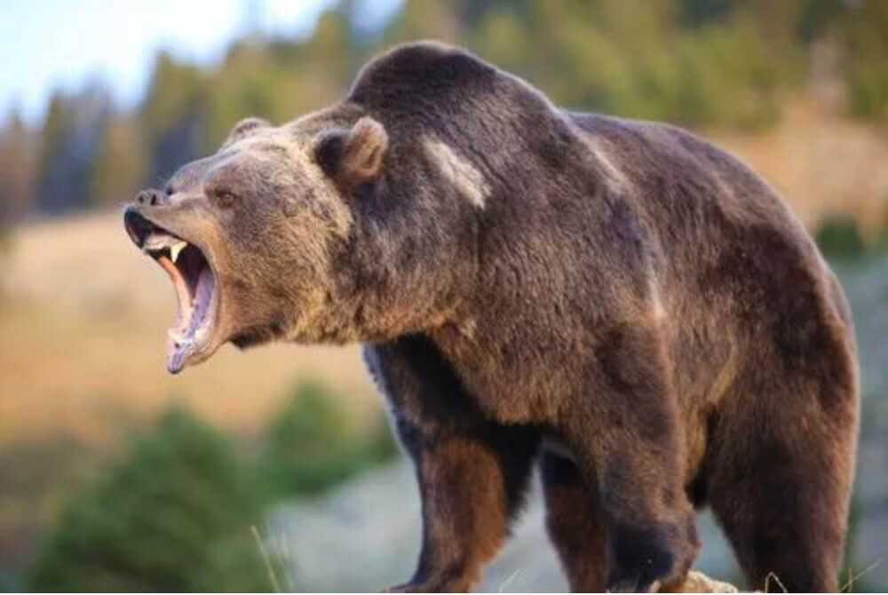 3-Will-Bella Twin: The Little Woman and the Really Big Bear