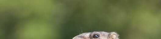 Rockchuck "eyeballing" small target to aim at