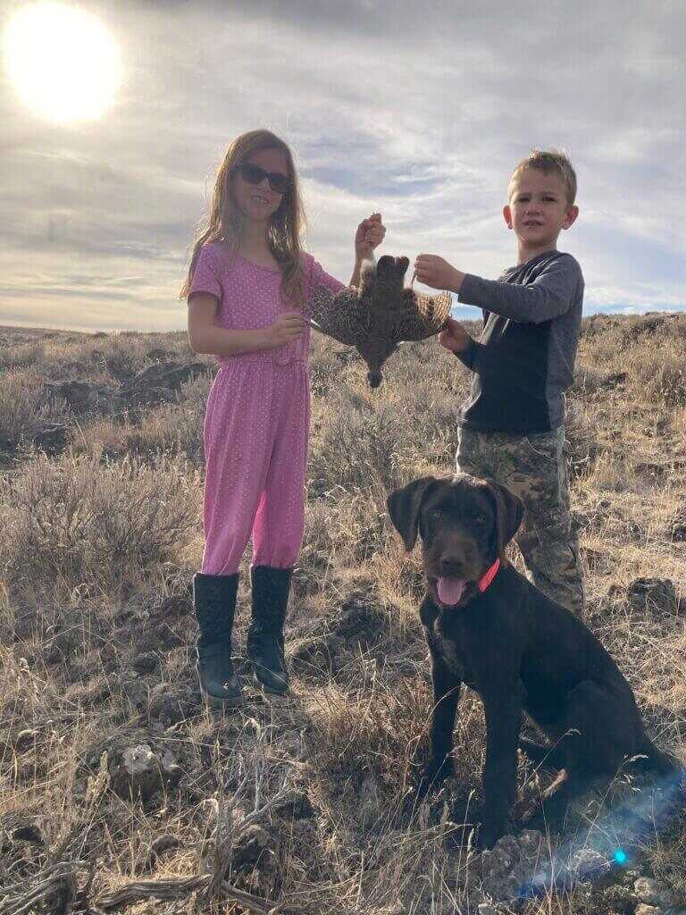 German Wirehaired Pointer 