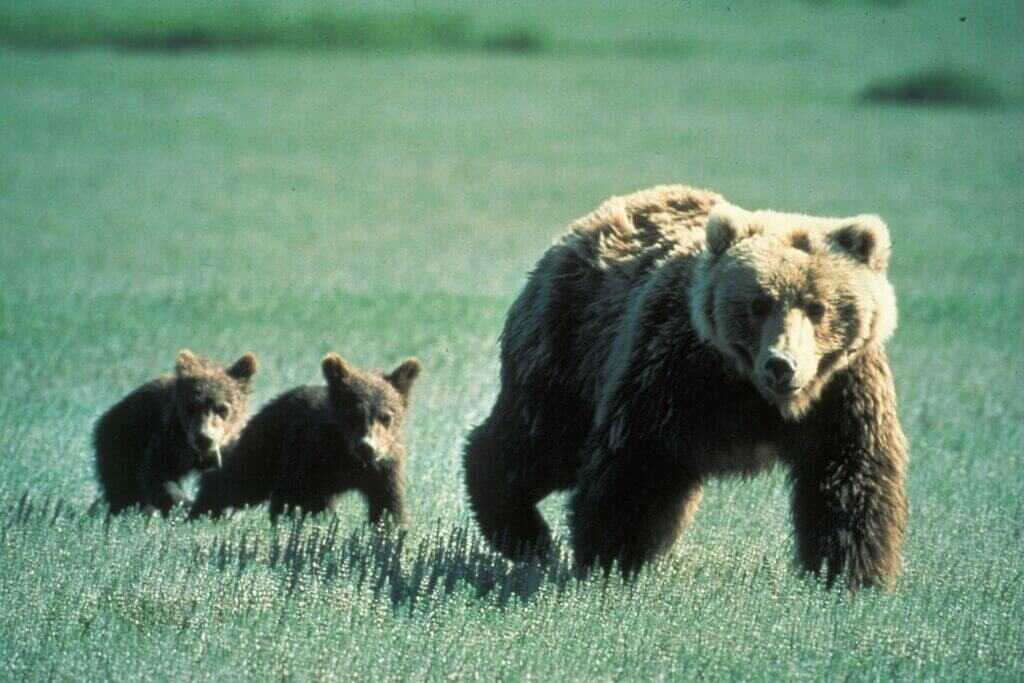 Grizzly bear with cubs.