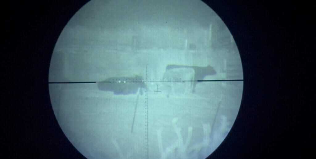 Through the Armasight CO-LR cows visible in total darkness with white phosphor contrast