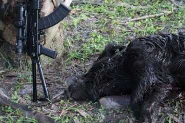 Death From Above: Hog Hunting From Hot Air Balloons May Soon Be Legal in Texas