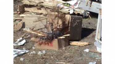 7 Things To Know About .357 Sig - Sort Of... Just in case you were wondering, here's what happens when you shoot a large glass jar of grape jelly with a Hornady Critical Defense .357 Sig round.