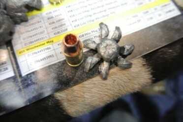 We'll have a live fire test coming soon. You can get the rounds with solid copper bullets, too.