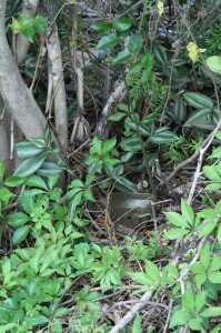 The first intrusion detection system here is the military TRC-3. They can be found at Army surplus stores, gun shows, and online occasionally for $200 to (ouch) almost $1,000. They were made in the late 1960s and still work great today. There is no complete package that is comparable today. 