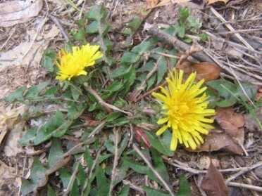 Where I grew in New Hampshire dandelions were a constant lawn pest, but I haven't seen one since moving to Florida. The USDA database has dandelion varieties all over the US, but the Florida website only has part of the state covered.