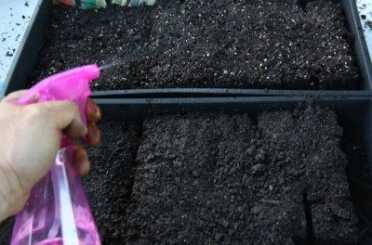 I use a spritzer with RO water to get my seeds going because the blocks fall apart easy unless you use a really heavy mix. 