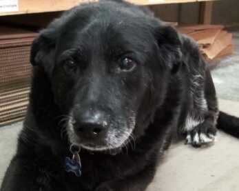 Mauka, the Senior K-9 Advisor. Any company gets extra points for having a dog on staff!