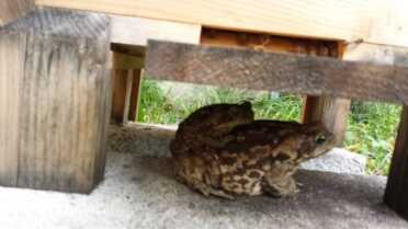 This giant toad, and it's offspring, used to hang out under the Warre hive waiting for bees. It is endemic of what survival will bee like I think.  