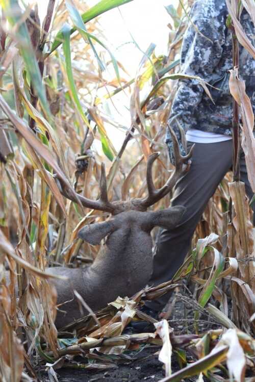 2017's Top 5 Best Days of the Whitetail Rut