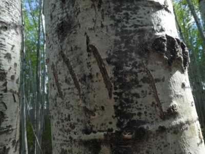 Black Bear vs. the Mossberg 464 SPX Lever Gun