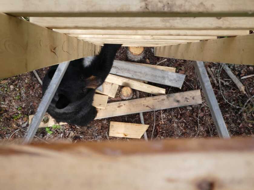 Black Bear vs. the Mossberg 464 SPX Lever Gun