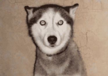 SoCal’s Solution to Coyote Problem is as Dumb as You Think