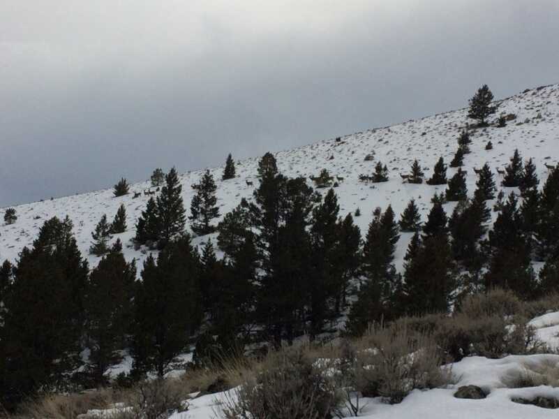 Slings, Packs, and Scabbards - Using the Right System to Get Your Hunting Rifle from Point A to Point B Slings, Packs, and Scabbards - Using the Right System to Get Your Hunting Rifle from Point A to Point B