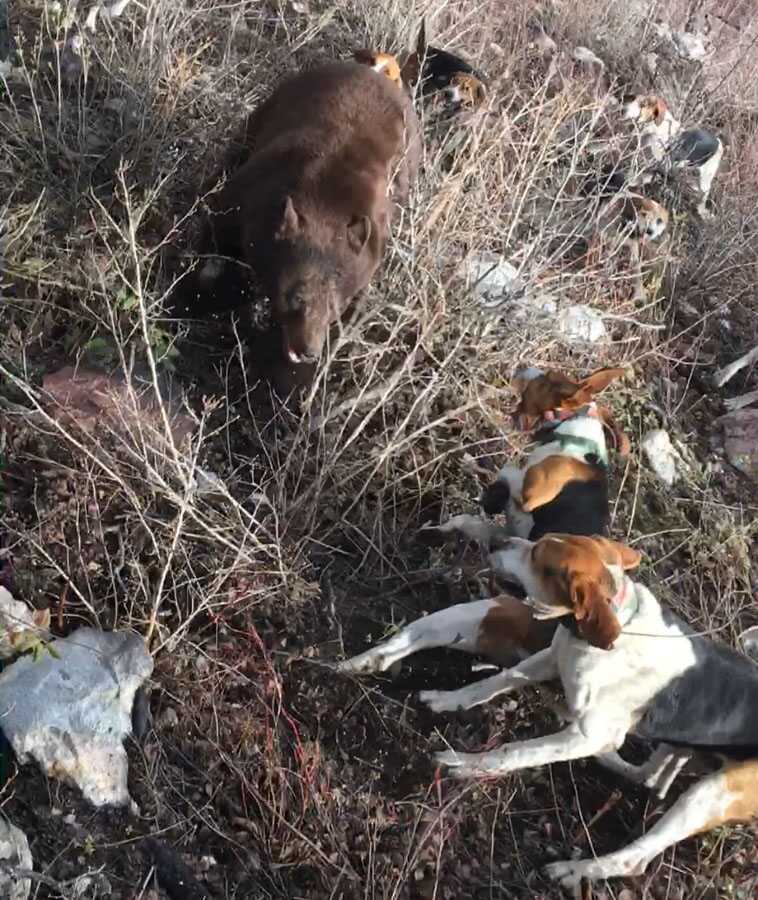 Hunting Black Bear in Western Idaho with Hounds Hunting Black Bear in Western Idaho with Hounds