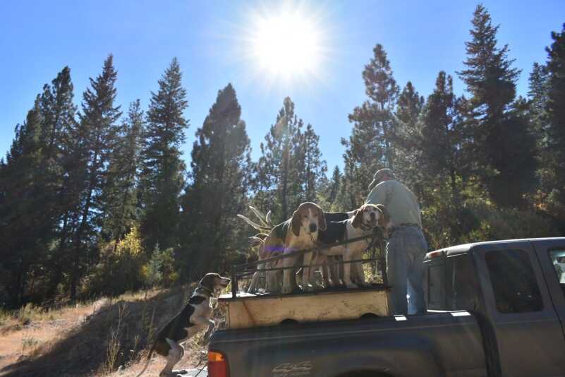 Hunting Black Bear in Western Idaho with Hounds Hunting Black Bear in Western Idaho with Hounds