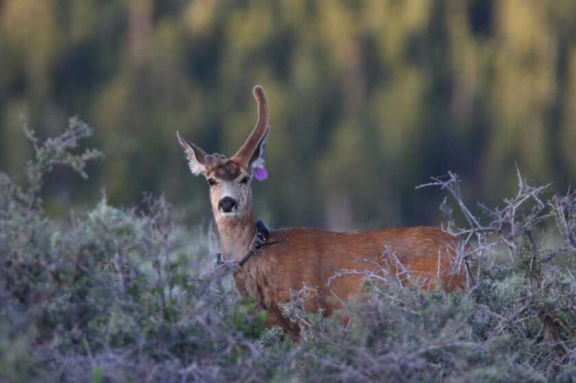Rare Antlered Doe in Utah Uses Abnormality to Survive