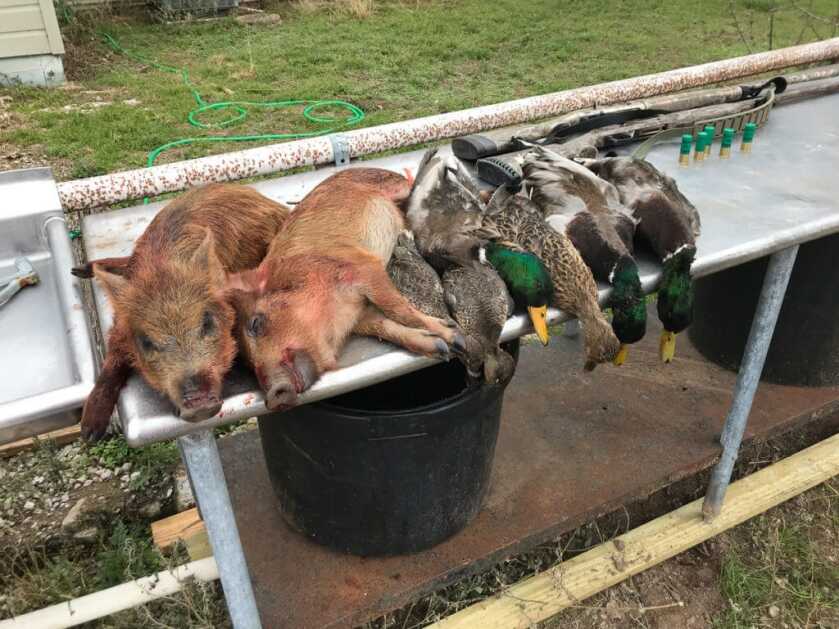 No License Required to Hunt Texas Hogs Starting Sept. 1st! No License Required to Hunt Texas Hogs Starting Sept. 1st!